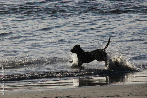 dog beach