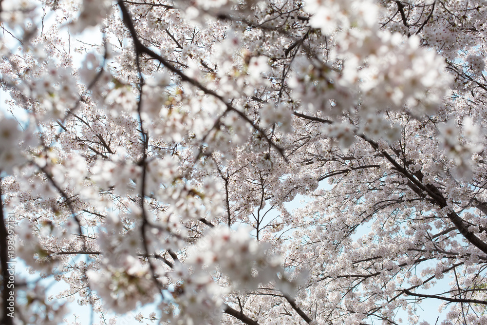 満開の桜 満開の桜