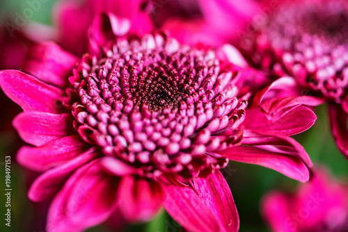 Close-up of purple chrysanthemum flower