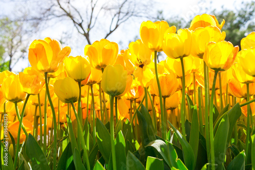 Fototapeta Naklejka Na Ścianę i Meble -  Fresh yellow tulip with bokeh background.