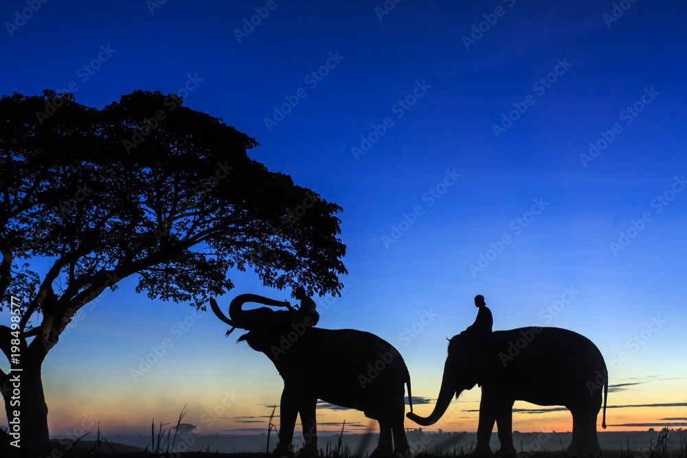 Two elephants walking together under the tree in the morning in Surin Thailand. Two elephants walking together under the tree in the morning in Surin Thailand.