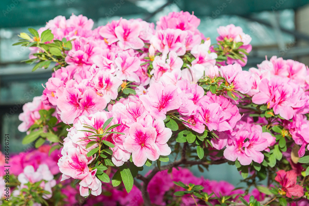 The aroma of flowering azaleas of white, pink, red, bard colors is spread all over the greenhouse. The aroma of flowering azaleas of white, pink, red, bard colors is spread all over the greenhouse.