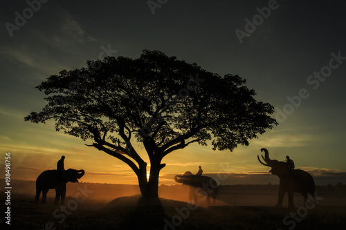 Photography Three elephants stay at middle of field in the morning in Surin Thailand