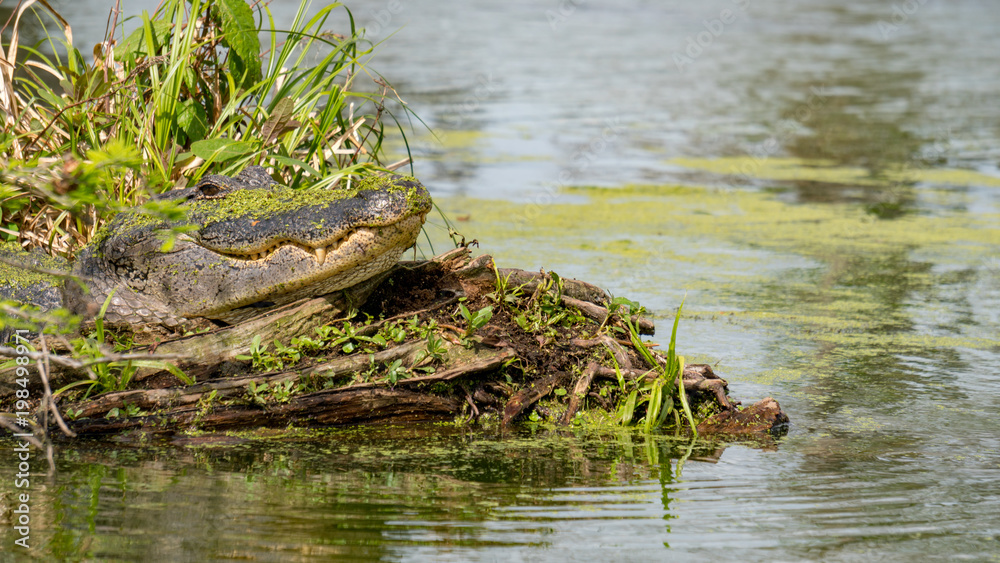 Obraz premium Alligator