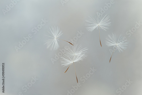 Flying parachutes from dandelion 
