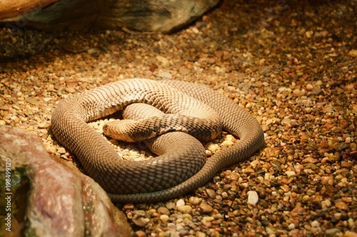 Dangerous fascinating python snake in Victoria, Australia close to Melbourne photo