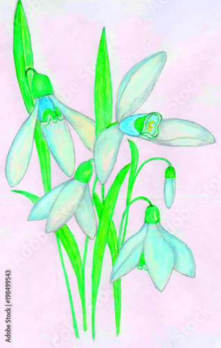 flowers watercolor snowdrops tenderness