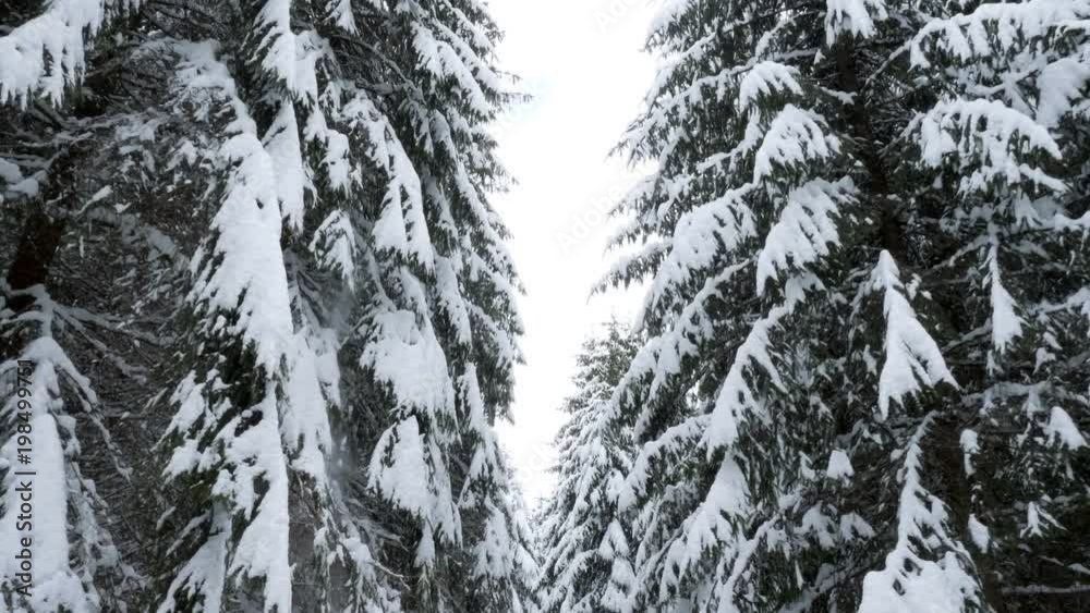 Walking through pine trees in winter covered with snow Walking through pine trees in winter covered with snow