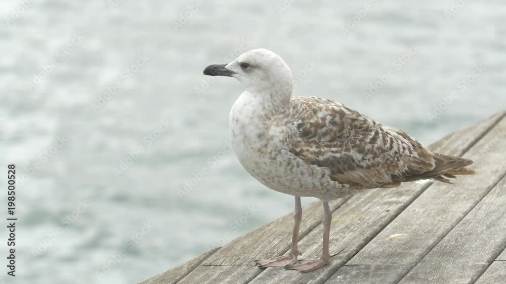 Seagull relaxing near the water Seagull relaxing near the water