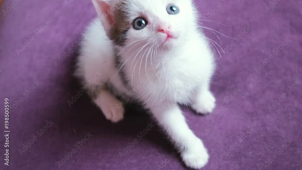 Very small kitten two weeks old. Cute funny kitten watches the toy. Little baby cat on violet background Very small kitten two weeks old. Cute funny kitten watches the toy. Little baby cat on violet background
