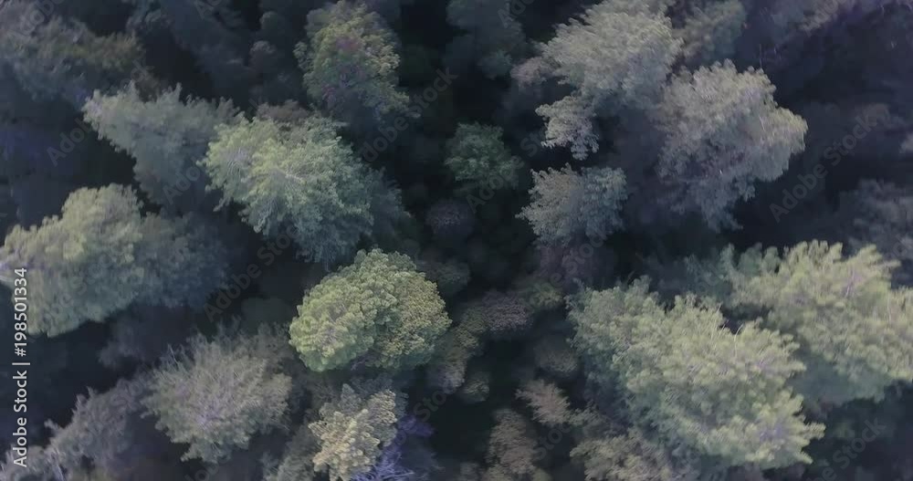 Looing down into forest SPIN fly to river Redwood, Aerial, 4K, 46s, 23of50, Forest Trees, Northern California Tallest trees in the world, Sun flare, Hyperion Tree, world record, Stock Video Sale Looing down into forest SPIN fly to river Redwood, Aerial, 4K, 46s, 23of50, Forest Trees, Northern California Tallest trees in the world, Sun flare, Hyperion Tree, world record, Stock Video Sale