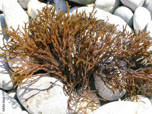 Seaweed lay on the shore photo