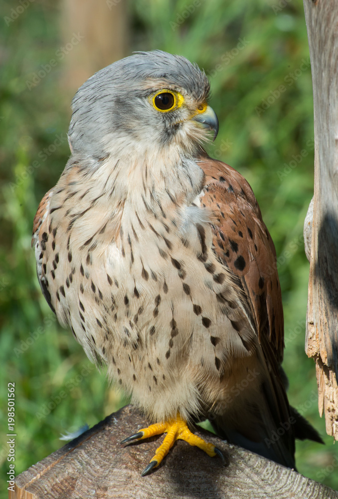 KESTREL, Falco tinnunculus, Pustułka