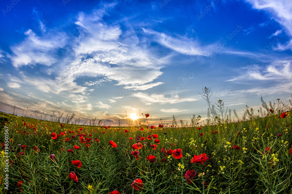 Fototapeta premium Beautiful sunset sky with white clouds over a green summer field with poppies, Dobrogea, Romania