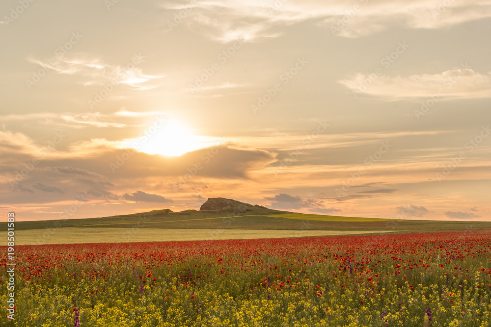 Beautiful sunset sky with white clouds over a green summer field with poppies, Dobrogea, Romania Beautiful sunset sky with white clouds over a green summer field with poppies, Dobrogea, Romania