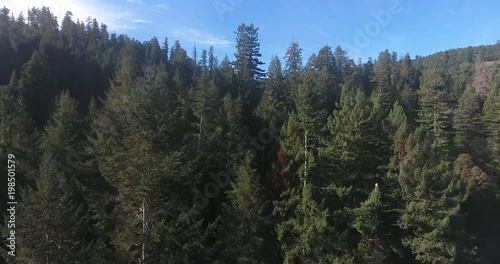 Flying up to tallest tree in the WORLD Redwood, Aerial, 4K, 50s, 25of50, Forest Trees, Northern California Tallest trees in the world, Sun flare, Hyperion Tree,  world record, Stock Video Sale - Drone