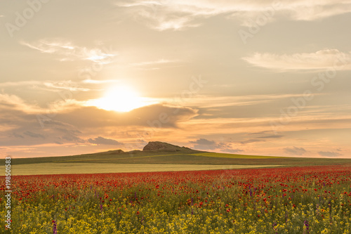 Beautiful sunset sky with white clouds over a green summer field with poppies, Dobrogea, Romania