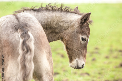 A closeup of a young filly with curly mane born gray or roan.