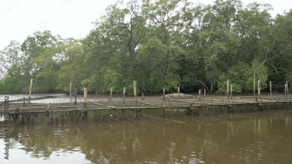 Mangrove forest at the river estuary the conserve sea nature environment Mangrove forest at the river estuary the conserve sea nature environment