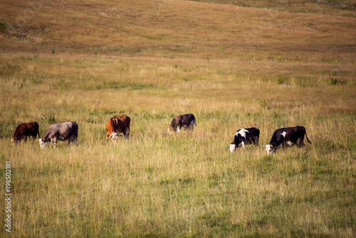 animal, nature and wildlife concept - Cows in the field