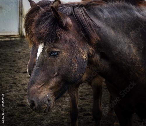 blue-eyed Icelandic horse smiling