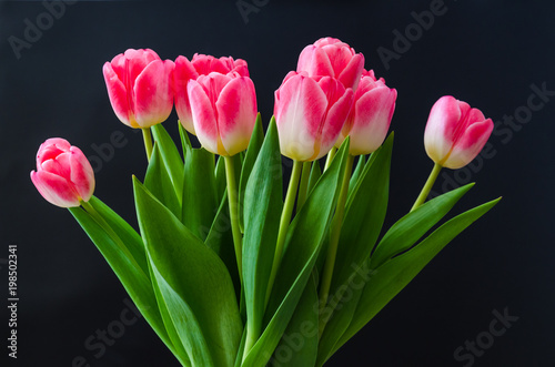Beautiful tulip flowers