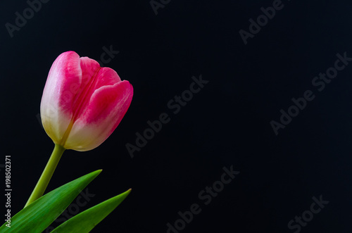 One pink tulip flower