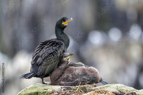 European shag with chicks on the rocks of the Farne Islands near Seahouses in north-east England in the United Kingdom photo