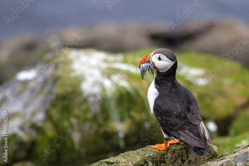 Puffin with his beak full of sandeels on the rocks of the Farne Islands near Seahouses in north-east England in the United Kingdom © henk bogaard
