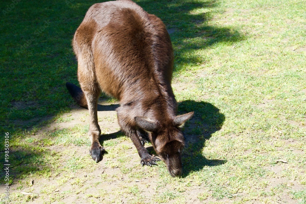 Cute furry brown kangaroo in Victoria (Australia) close to Melbourne eating on a beautiful sunny day Cute furry brown kangaroo in Victoria (Australia) close to Melbourne eating on a beautiful sunny day