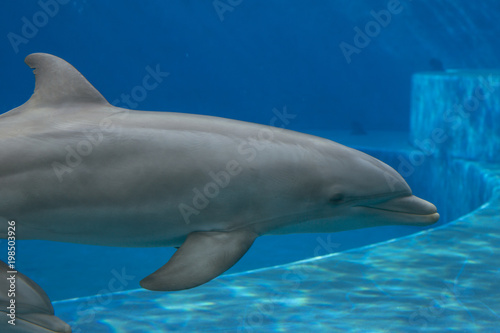Closeup of dolphin at the aquarium with background