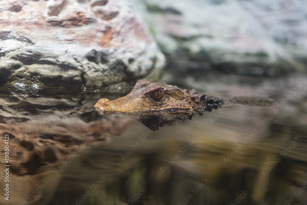 Closeup on alligator water surface with reflection