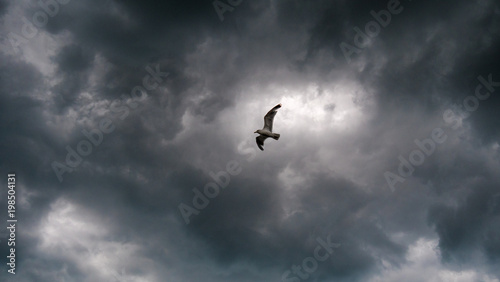 Seagul under angry skies