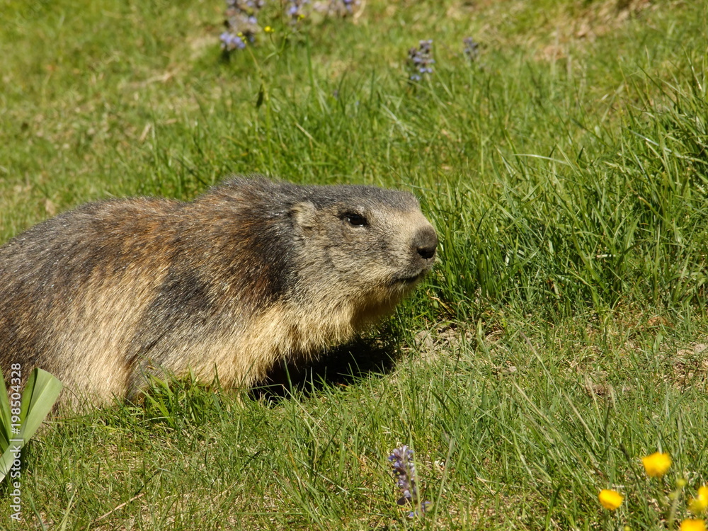 Marmot close-up on meadow with background Marmot close-up on meadow with background