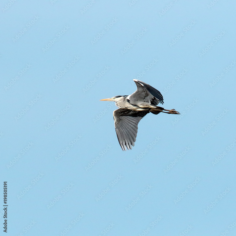 Fototapeta premium grey heron