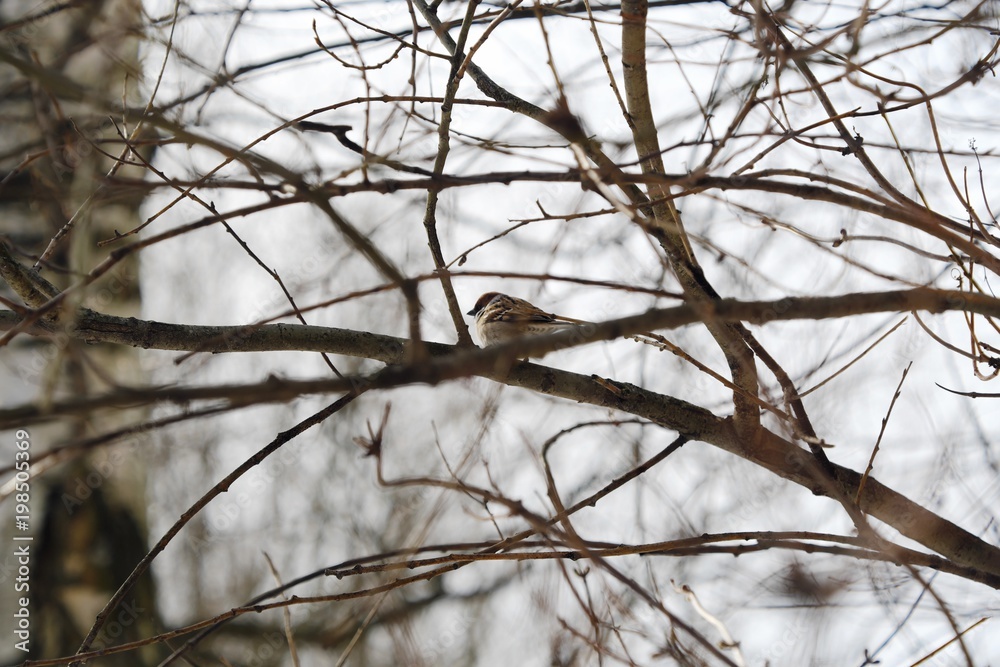 Beautiful little Sparrow sits on the branches of a tree Beautiful little Sparrow sits on the branches of a tree