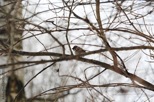 Beautiful little Sparrow sits on the branches of a tree