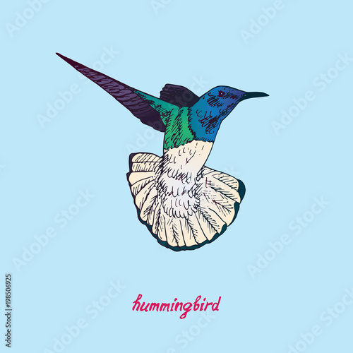 Hummingbird  flying, hand drawn doodle, sketch in pop art style, vector illustration with inscription
