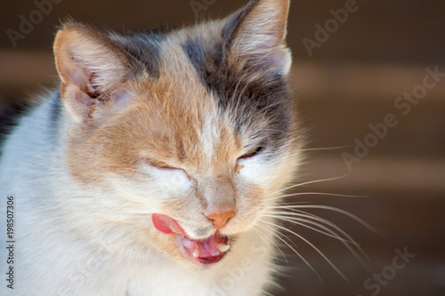 licking cat. Cat with open mouth © daily_creativity