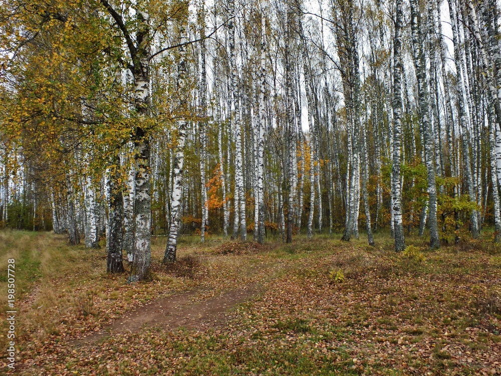 Fototapeta premium Берёзы