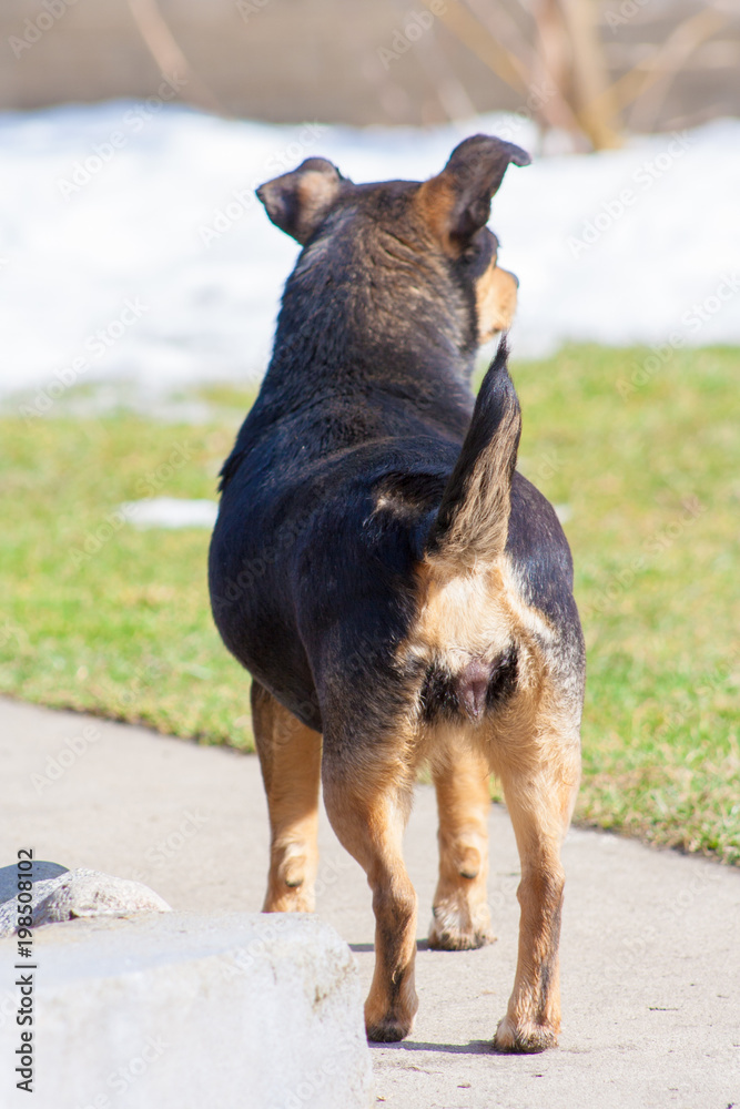 dog's head. A view of a standing dog from the back