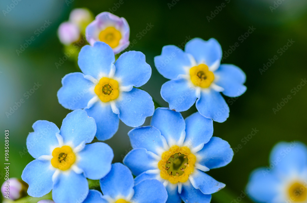 Forest flowers of forget-me-not blossomed in small blue buds