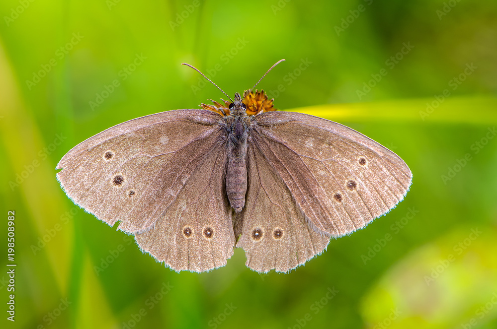 Fototapeta premium Butterfly spread her brown wings on a green background
