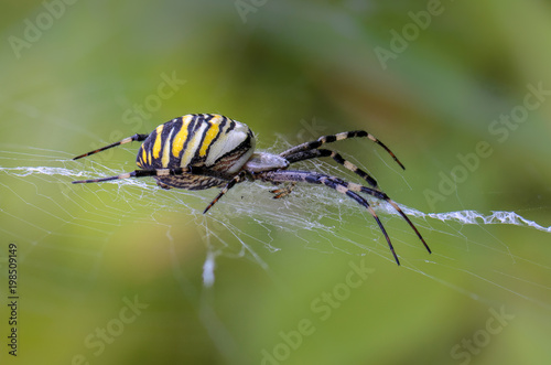 Female of spider-wasp with a striped abdomen