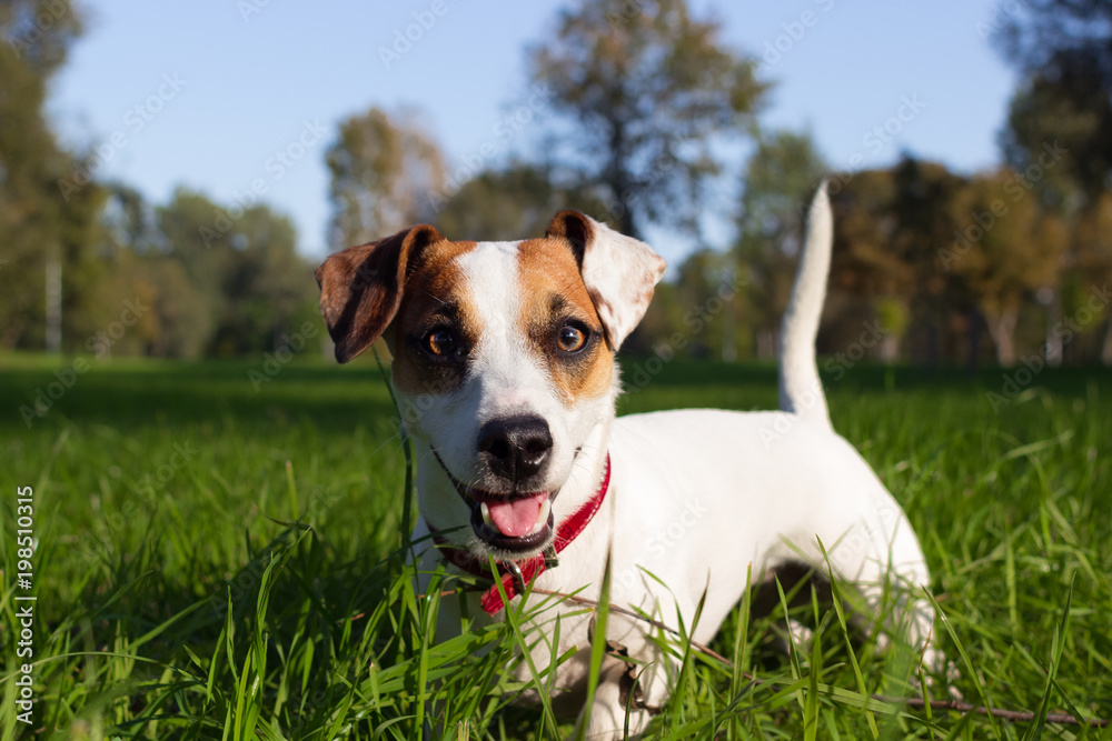 happy time outside with friendly and adorable dog jack russell terrier 
