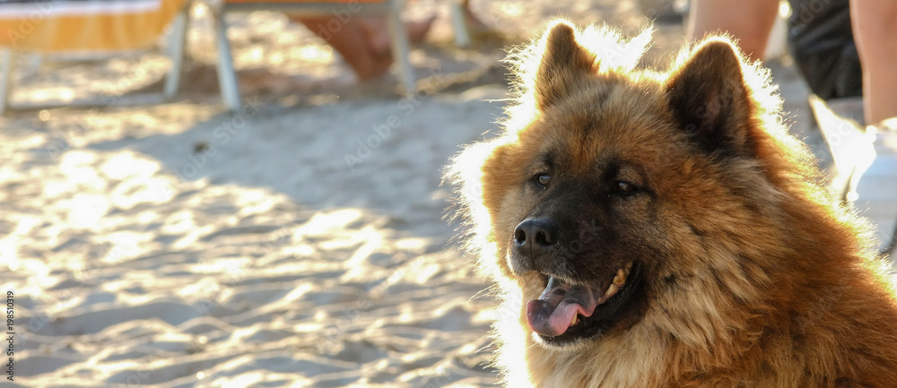 Closeup dog on the beach with background