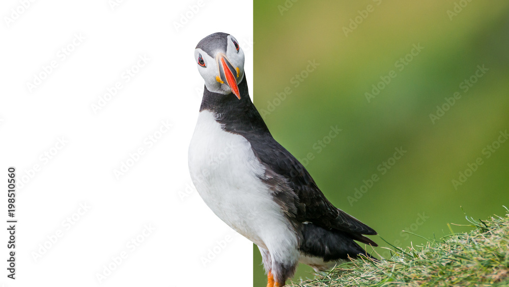 North Atlantic puffins at Faroe island Mykines with effect of presence North Atlantic puffins at Faroe island Mykines with effect of presence