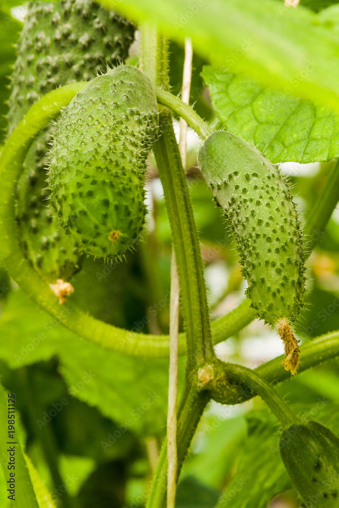 Cucumber Plants growing up in the Garden Cucumber Plants growing up in the Garden