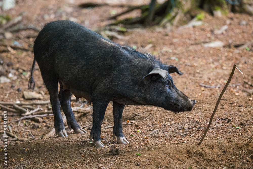 closeup of wild black pig with background