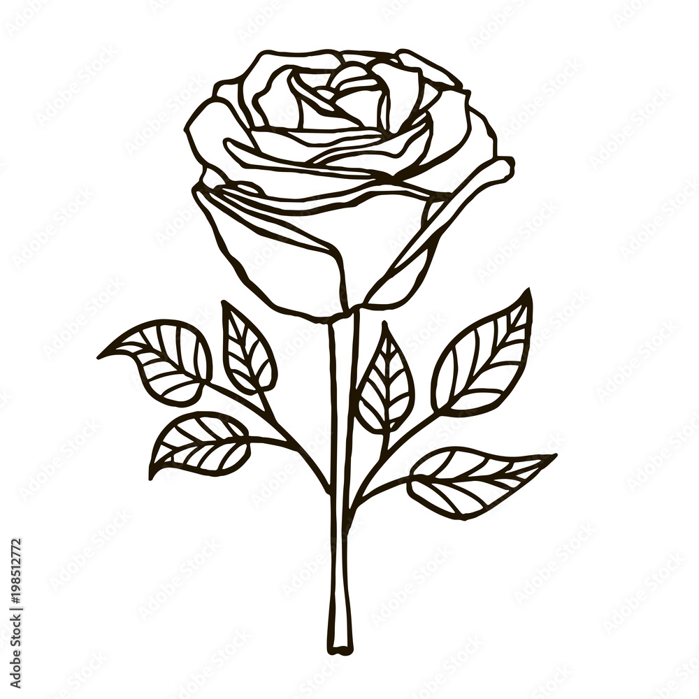 rose, flower, hand-drawing vector illustration sketch rose, flower, hand-drawing vector illustration sketch
